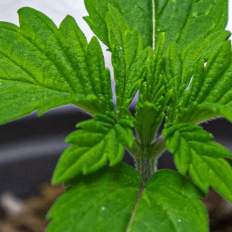 BlueBerry #2 growlog photo: BlueBerry #2 a finales del día 13 en el tent. 