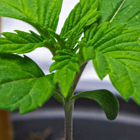 BlueBerry #2 growlog photo: BlueBerry #2 a finales del día 13 en el tent. 