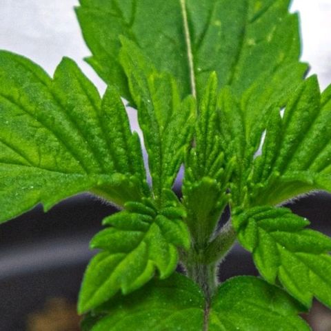 BlueBerry #2 growlog photo: BlueBerry #2 a finales del día 13 en el tent. 