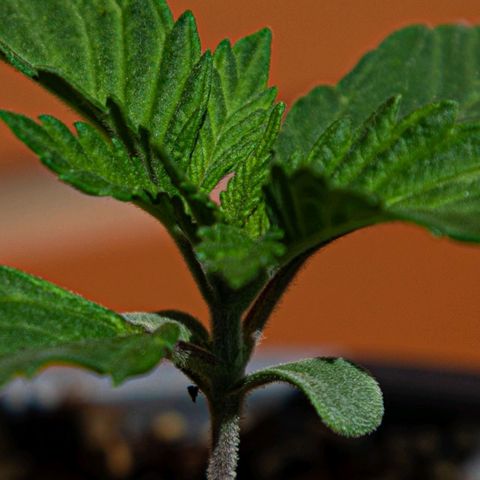 BlueBerry #1 growlog photo: BlueBerry #1 en el tercer día de aplicar unas horas de sol. 
