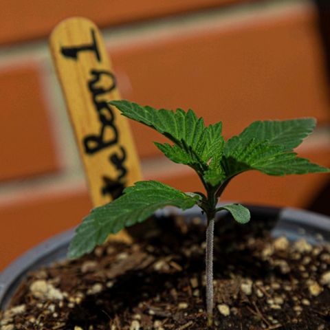 BlueBerry #1 growlog photo: BlueBerry #1 en el tercer día de aplicar unas horas de sol. 