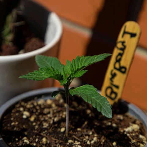BlueBerry #1 growlog photo: BlueBerry #1 en el tercer día de aplicar unas horas de sol. 