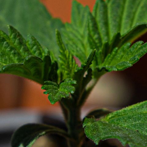 BlueBerry #1 growlog photo: BlueBerry #1 en el tercer día de aplicar unas horas de sol. 