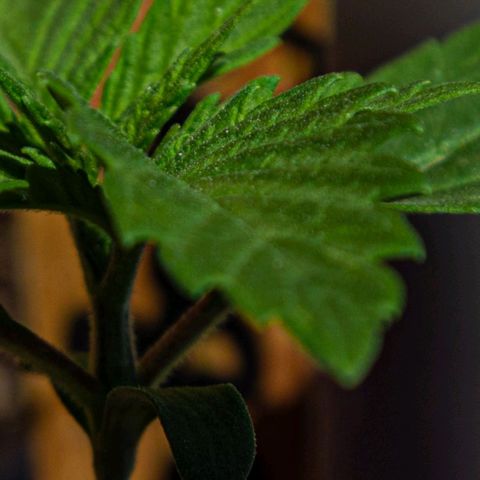 BlueBerry #1 growlog photo: BlueBerry #1 en el tercer día de aplicar unas horas de sol. 