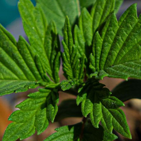 BlueBerry #2 growlog photo: BlueBerry #2 en el tercer día aplicando unas horas de sol. 