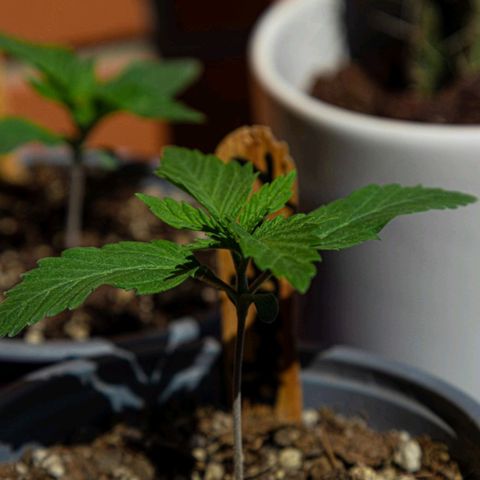 BlueBerry #2 growlog photo: BlueBerry #2 en el tercer día aplicando unas horas de sol. 