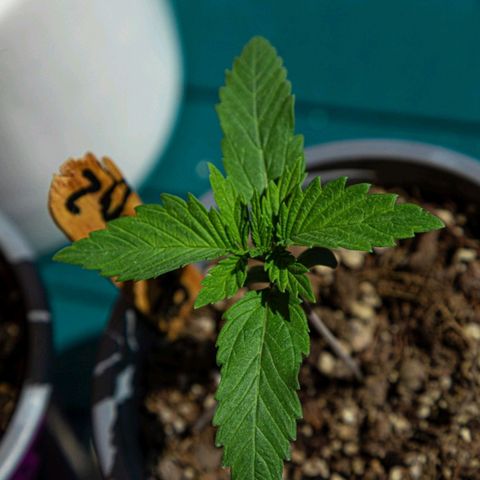 BlueBerry #2 growlog photo: BlueBerry #2 en el tercer día aplicando unas horas de sol. 