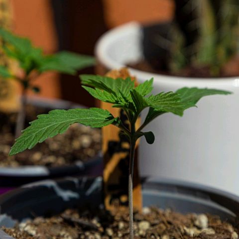 BlueBerry #2 growlog photo: BlueBerry #2 en el tercer día aplicando unas horas de sol. 