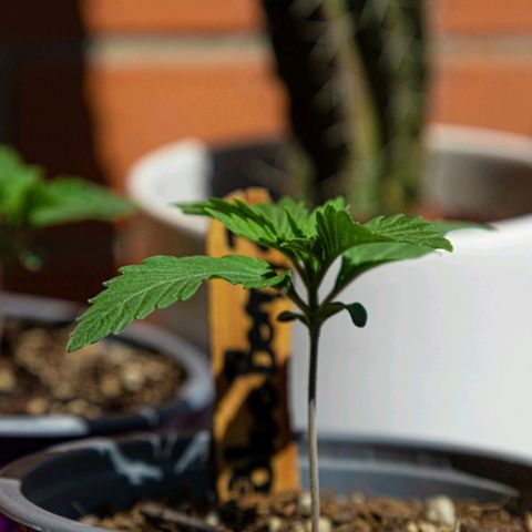 BlueBerry #2 growlog photo: BlueBerry #2 en el tercer día aplicando unas horas de sol. 