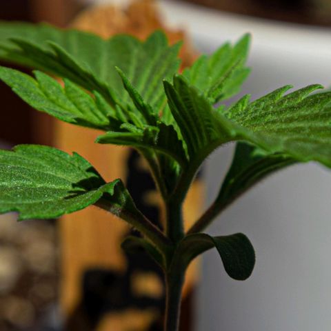 BlueBerry #2 growlog photo: BlueBerry #2 en el tercer día aplicando unas horas de sol. 