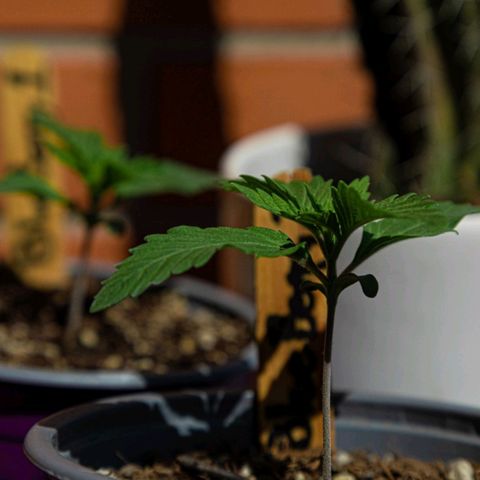 BlueBerry #2 growlog photo: BlueBerry #2 en el tercer día aplicando unas horas de sol. 