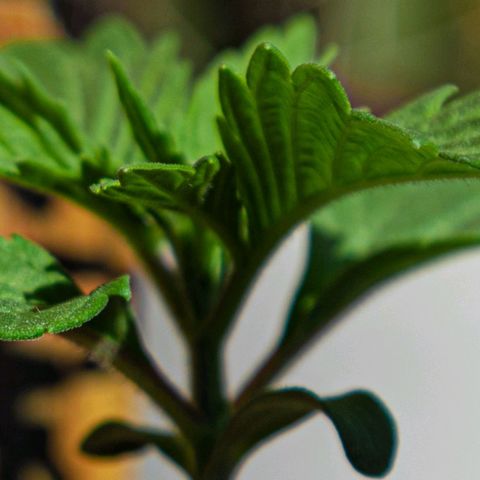 BlueBerry #2 growlog photo: BlueBerry #2 en el tercer día aplicando unas horas de sol. 
