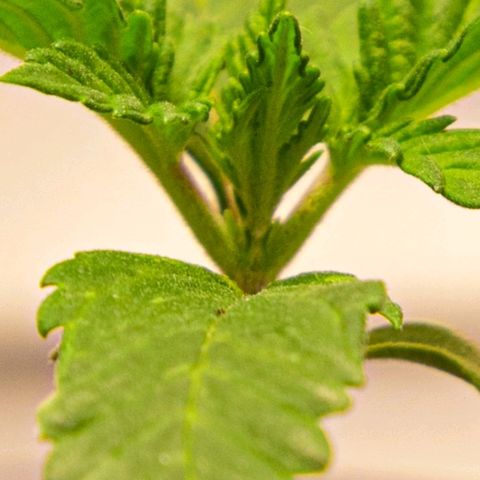 BlueBerry #1 growlog photo: BlueBerry #1 a finales del día 14 (semana 2) en el tent. 