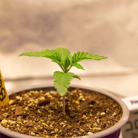 BlueBerry #1 growlog photo: BlueBerry #1 a finales del día 14 (semana 2) en el tent. 
