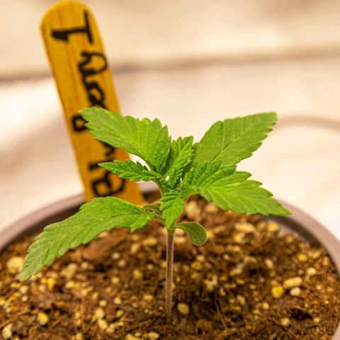 BlueBerry #1 growlog photo: BlueBerry #1 a finales del día 14 (semana 2) en el tent. 