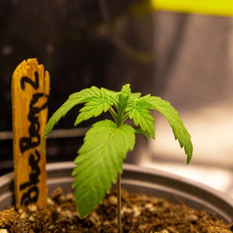 BlueBerry #2 growlog photo: BlueBerry #2 a finales del día 14 (semana 2) en el tent. 