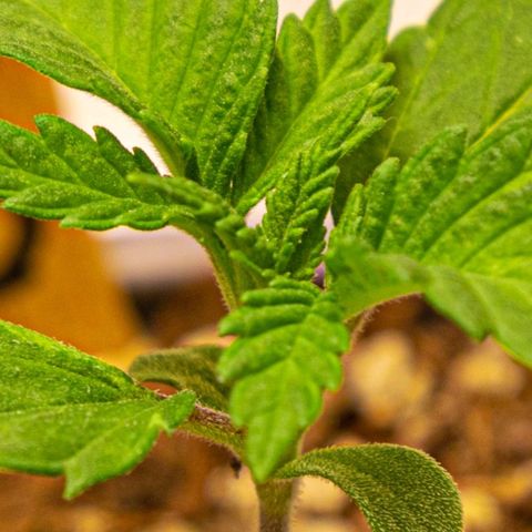 BlueBerry #2 growlog photo: BlueBerry #2 a finales del día 14 (semana 2) en el tent. 