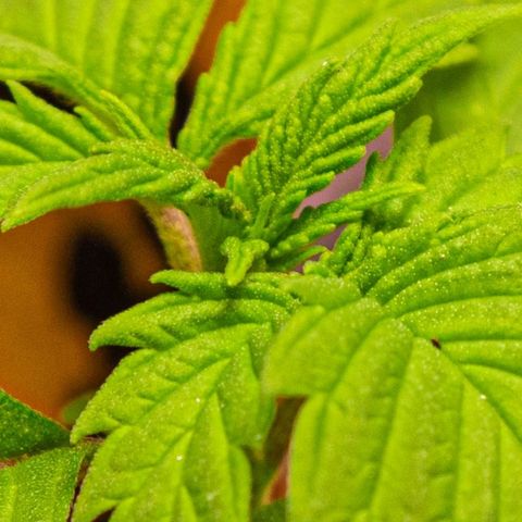 BlueBerry #2 growlog photo: BlueBerry #2 a finales del día 14 (semana 2) en el tent. 