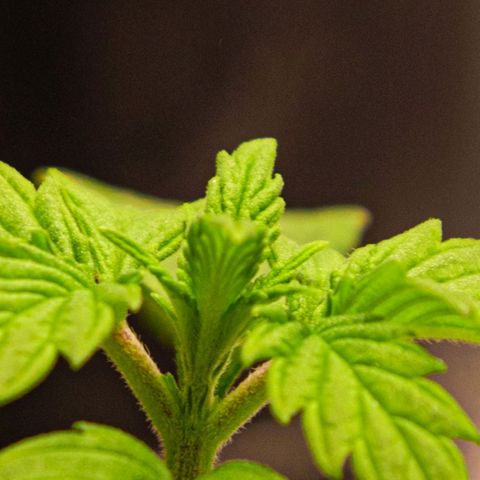 BlueBerry #2 growlog photo: BlueBerry #2 a finales del día 14 (semana 2) en el tent. 