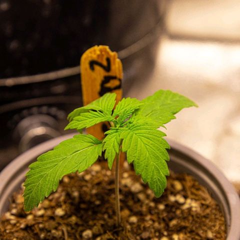 BlueBerry #2 growlog photo: BlueBerry #2 a finales del día 14 (semana 2) en el tent. 