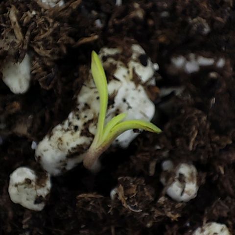 RQSNL growlog photo: Ha nacido :) Se ve que viene con todo, y esperemos que así sea. 
