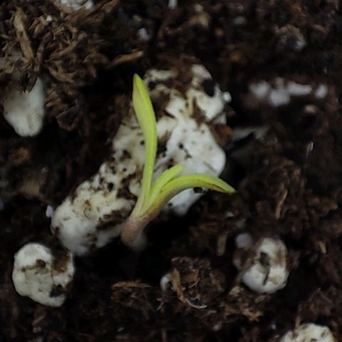 RQSNL growlog timeline photo