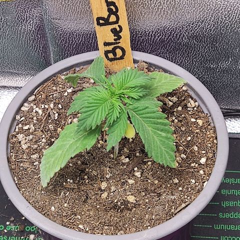 BlueBerry #1 growlog timeline photo