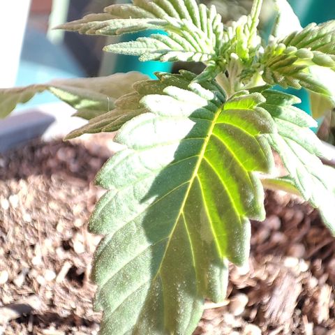 BlueBerry #1 growlog timeline photo