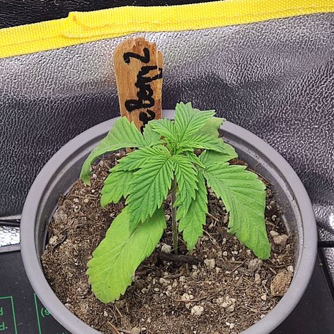 BlueBerry #2 growlog timeline photo