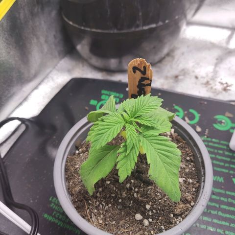 BlueBerry #2 growlog photo: Regresó el heat mat al tent con las BlueBerry para intentar salvarlas del stun que traen. 