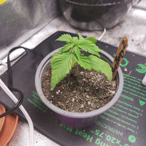 BlueBerry #2 growlog photo: Regresó el heat mat al tent con las BlueBerry para intentar salvarlas del stun que traen. 