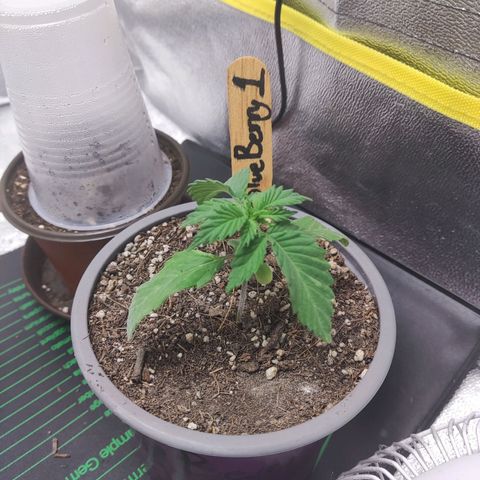BlueBerry #1 growlog photo: Se regresó el heat mat al tent para salvar el stun que traen las BlueBerry. 
