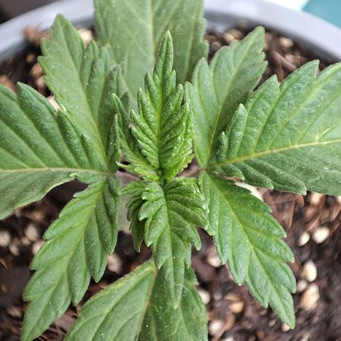 BlueBerry #1 growlog photo: Macro al sol, BlueBerry #1. 