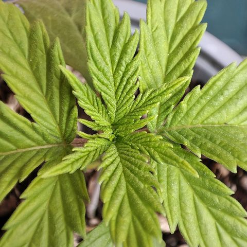 BlueBerry #2 growlog photo: Macro al sol de la BlueBerry #2. 
