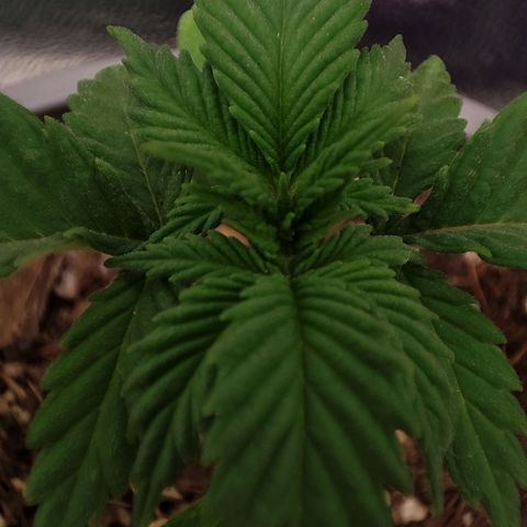 BlueBerry #1 growlog timeline photo