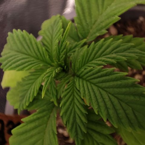 BlueBerry #2 growlog timeline photo
