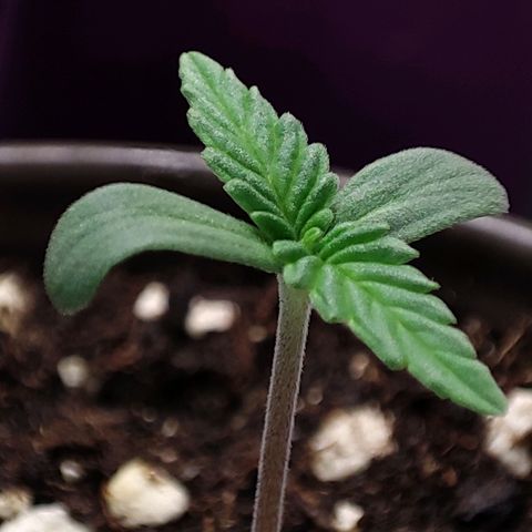 RQSNL growlog photo: Últimas horas del día 3, Northern Light #1.