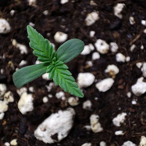 RQSNL growlog photo: Últimas horas del día 3, Northern Light #1.