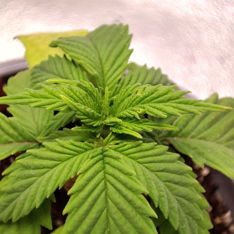 BlueBerry #2 growlog photo: Tras investigación parece tener deficiencia de Hierro, últimas horas del día 20.