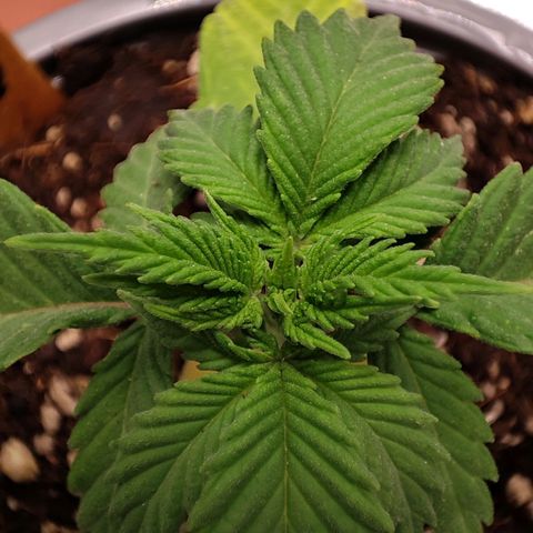 BlueBerry #1 growlog photo: Tras investigación parece tener exceso de Magnesio. Últimas horas del día 20.