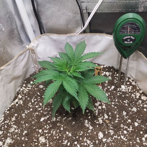 BlueBerry #1 growlog photo: Fotos al final del día, tras topping. 