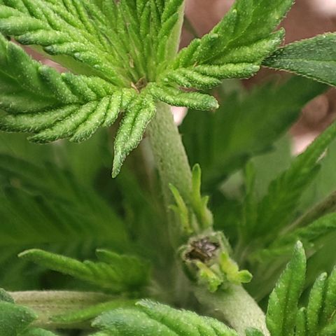 BlueBerry #1 growlog photo: Fotos al final del día, tras topping. 