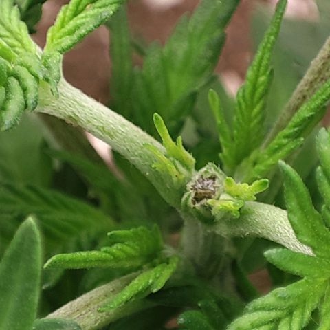 BlueBerry #1 growlog photo: Fotos al final del día, tras topping. 
