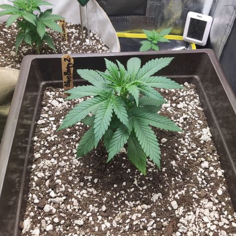 BlueBerry #2 growlog photo: Fotos al final del día, tras topping. 