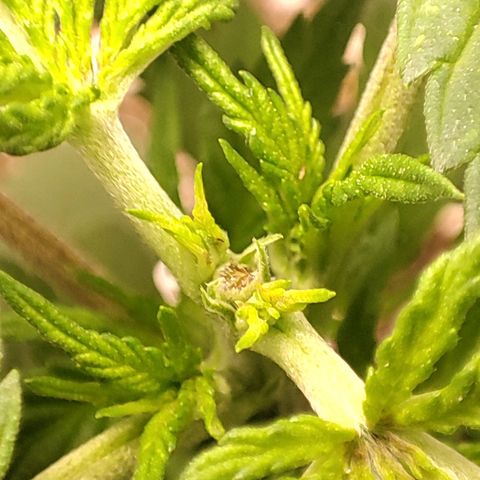 BlueBerry #2 growlog photo: Fotos al final del día, tras topping. 