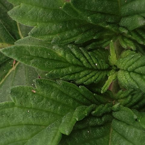 RQSNL growlog photo: Northern Light, día 1 de la semana 3 de vegetación. 