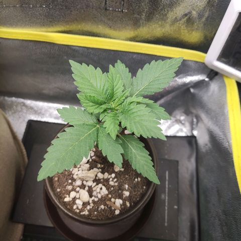 RQSNL growlog photo: Northern Light, día 1 de la semana 3 de vegetación. 