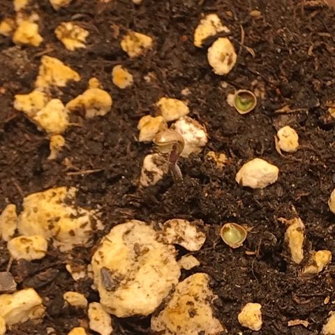 Cali Double Cookies #4 growlog photo: Fotos tras fix de horario, sí fue más difícil quitarle el coquito de encima y esperemos no se estrese tanto por el movimiento y los outages.