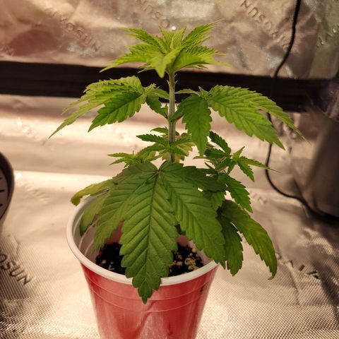 Unknown Photoperiod (First grow) growlog timeline photo