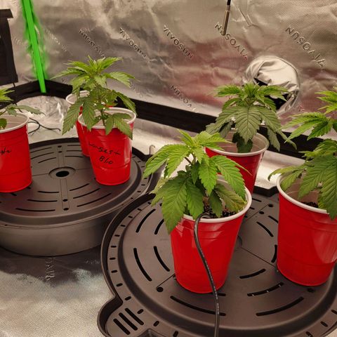 Unknown Photoperiod (First grow) growlog timeline photo
